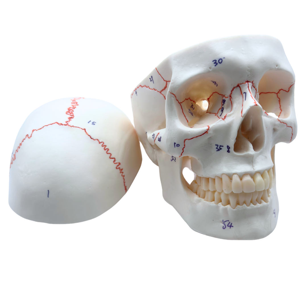 Human Skull Model