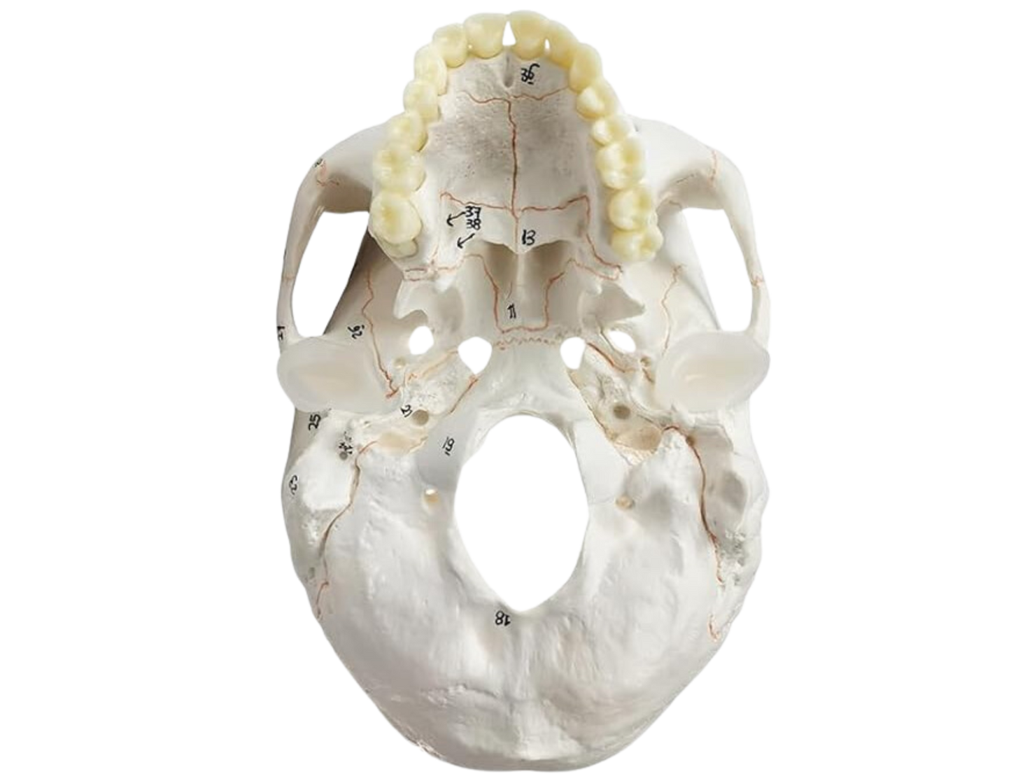 Human Skull Model