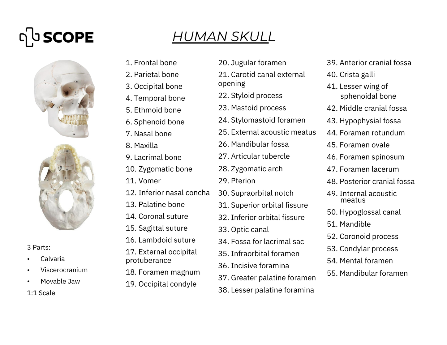 Human Skull Model