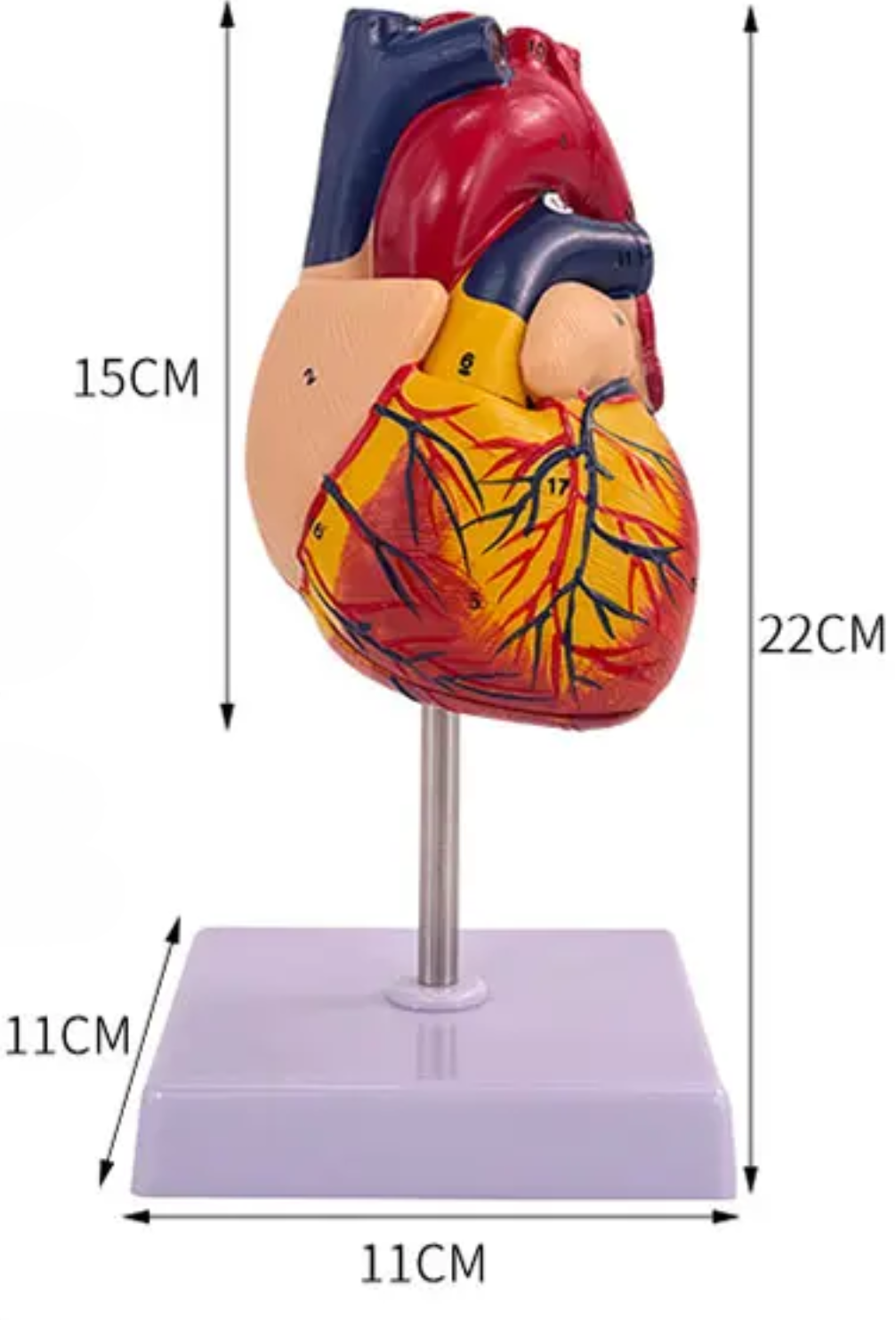 Human Heart Model