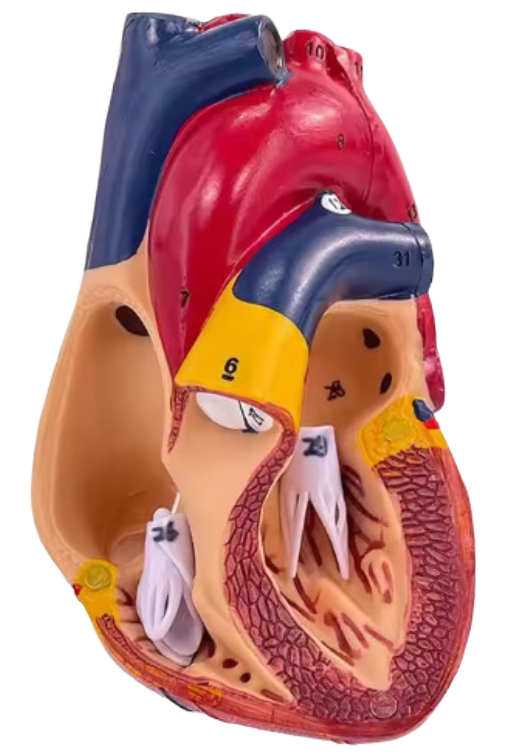 Human Heart Model