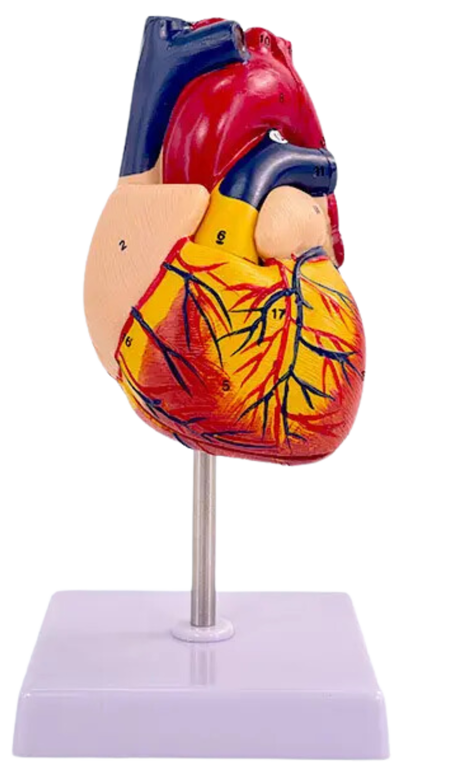 Human Heart Model
