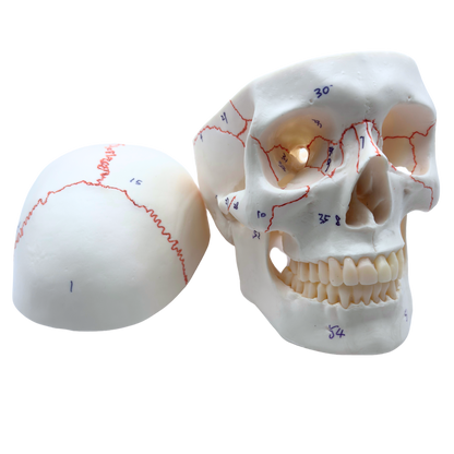 Human Skull Model