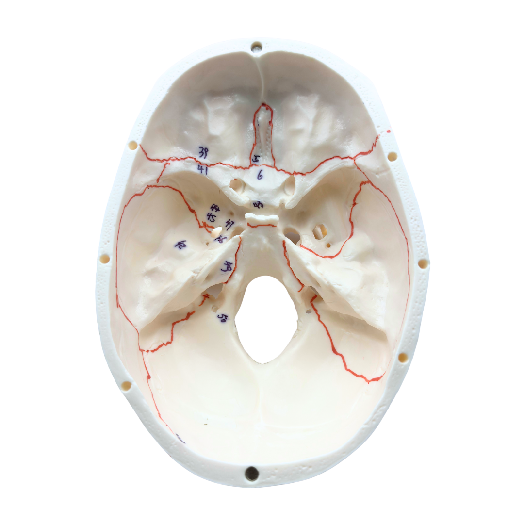 Human Skull Model