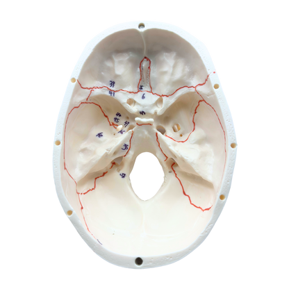 Human Skull Model