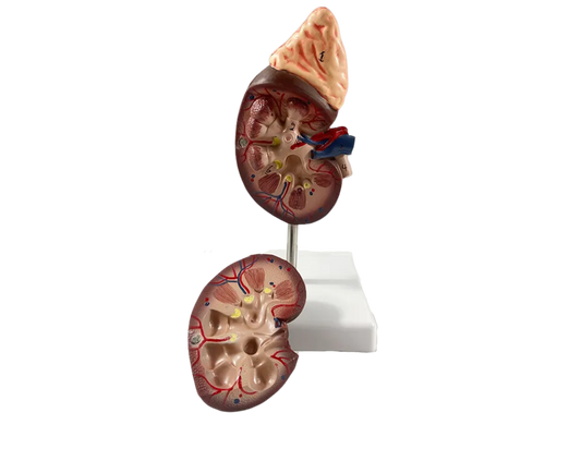Human Kidney Model