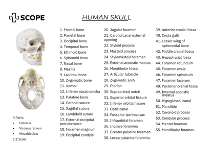 Human Skull Model