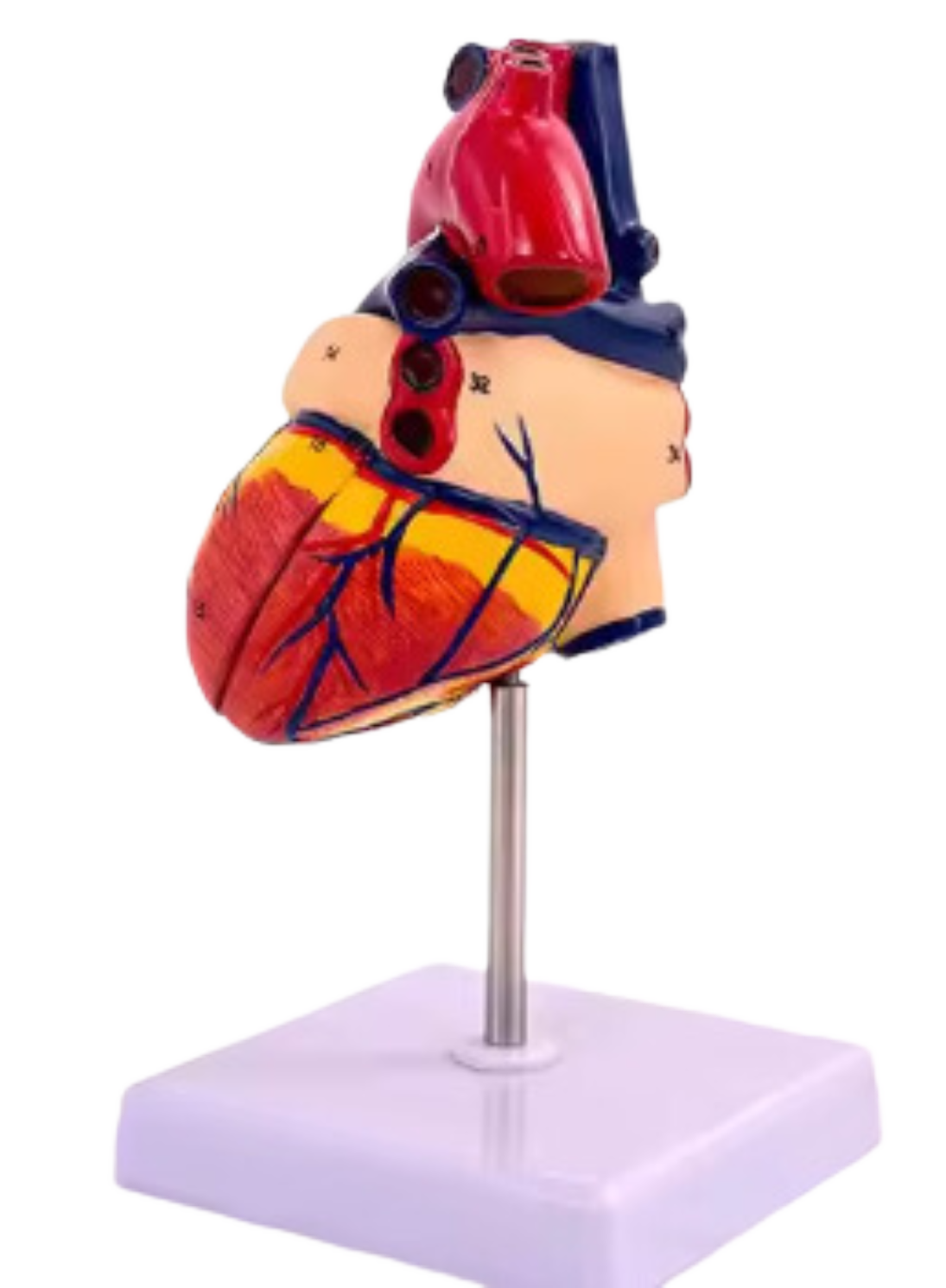Human Heart Model