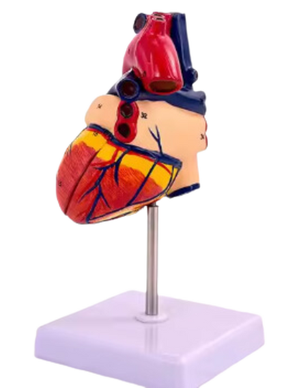 Human Heart Model