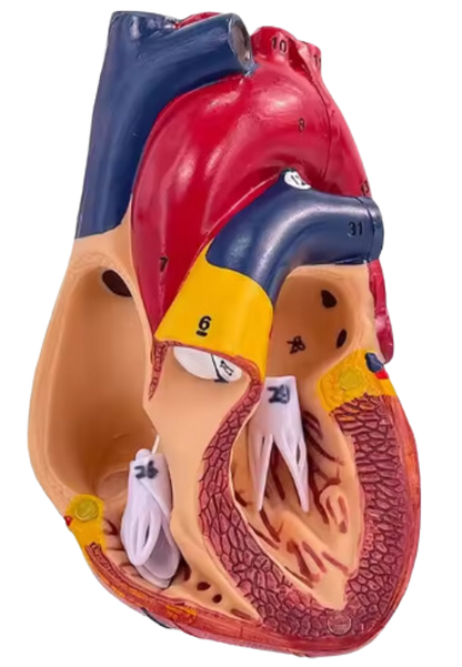 Human Heart Model