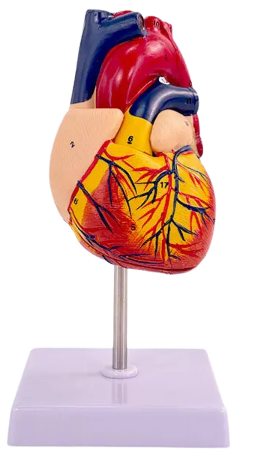 Human Heart Model