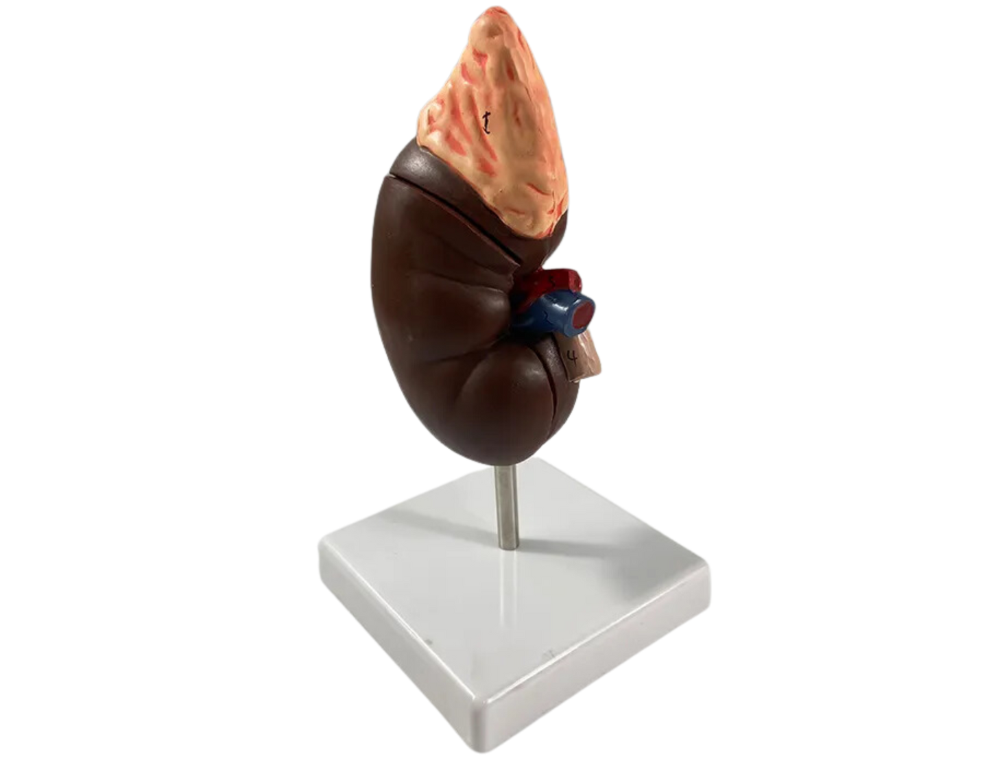 Human Kidney Model