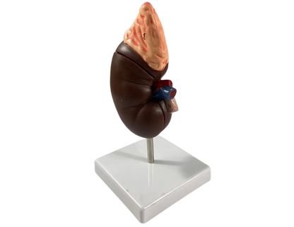 Human Kidney Model