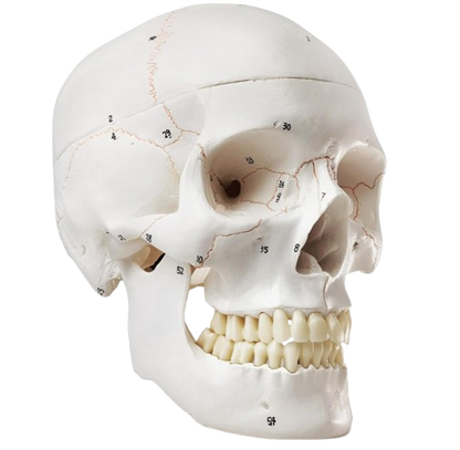 Human Skull Model