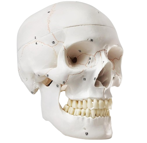 Human Skull Model