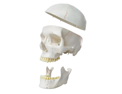 Human Skull Model