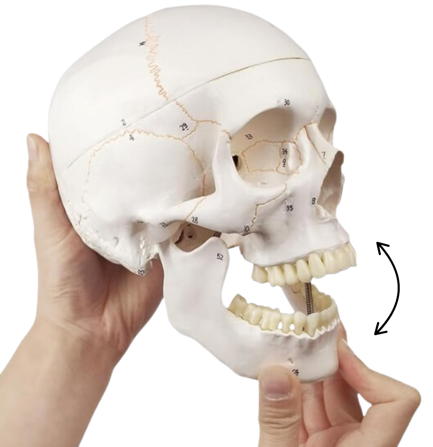 Human Skull Model