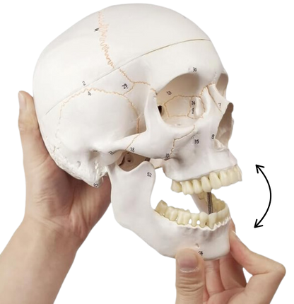 Human Skull Model